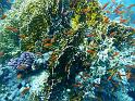19 Korallenstock