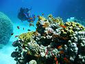 26 Korallen u Jungfische