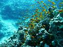 27 Korallen u Jungfische